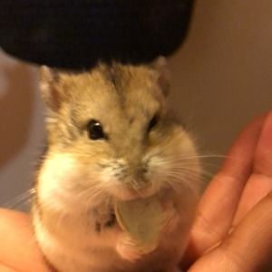 Meet your Posher, Micah